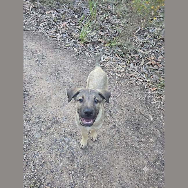 Photo of Bandit