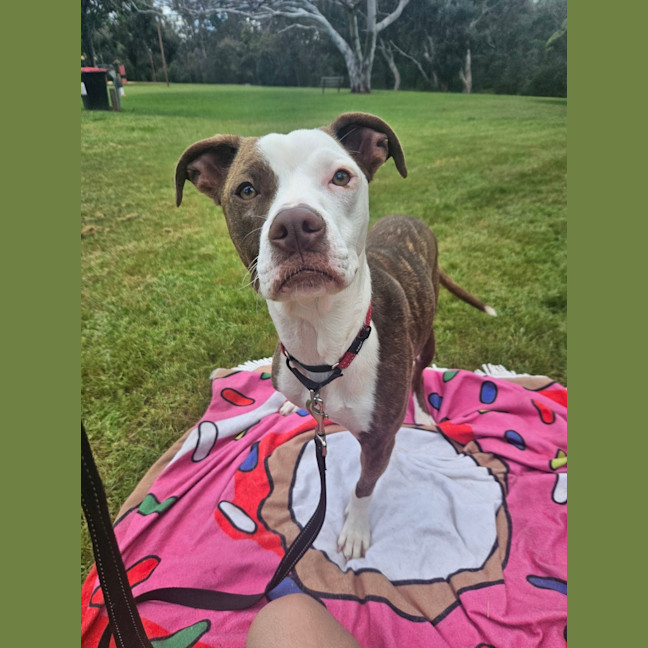 Photo of Stella 