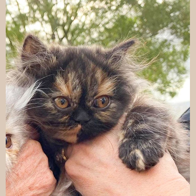 Photo of Pepper