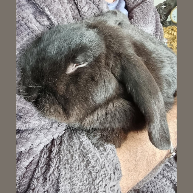 Photo of Bunbun Vinny