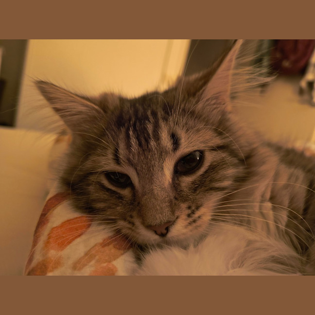 Photo of Puck