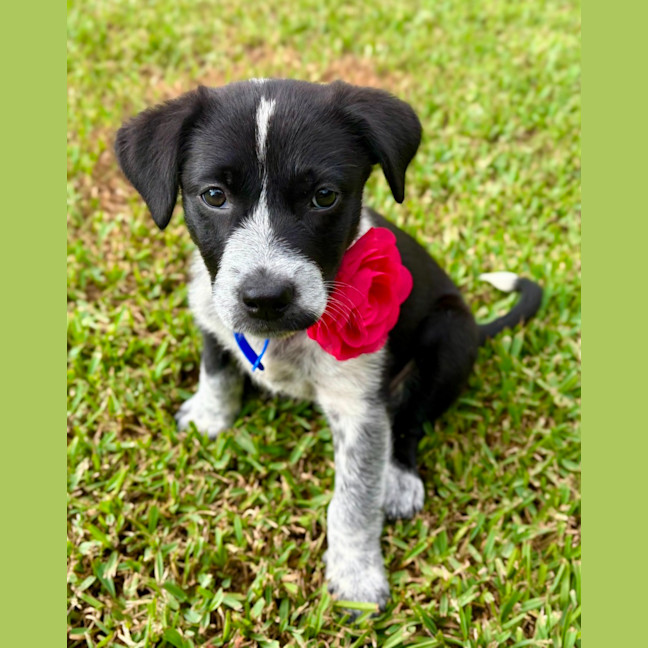 Photo of Bluey   7 Week Old Cattle Dog X Kelpie