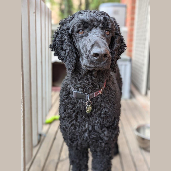 Photo of Arthur Russelton