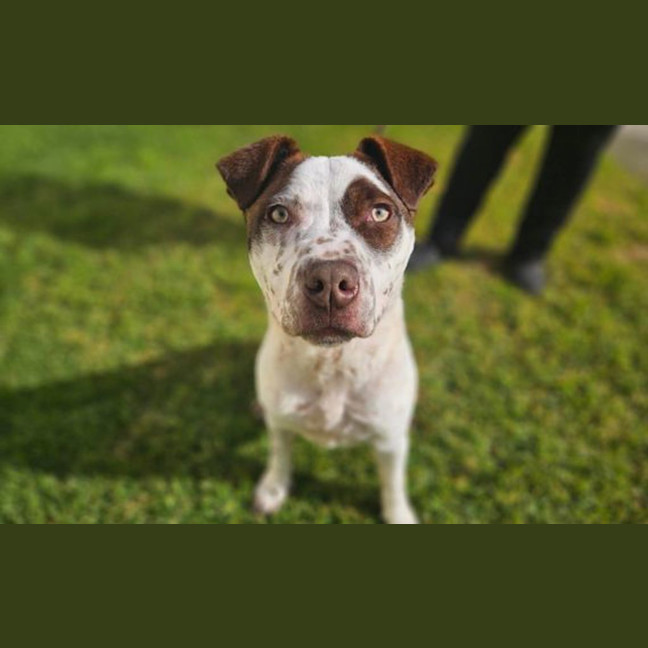 Photo of Humphrey