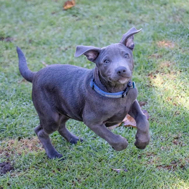 Photo of Blaze