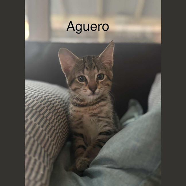 Photo of Aguero Meet Me@Petstock Dandenong Store 