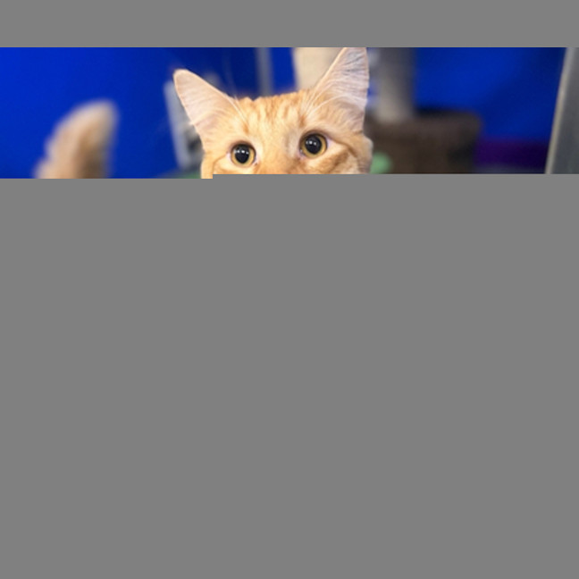 Photo of Wilbur