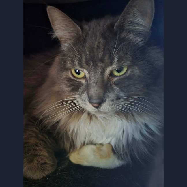 Photo of Nugget