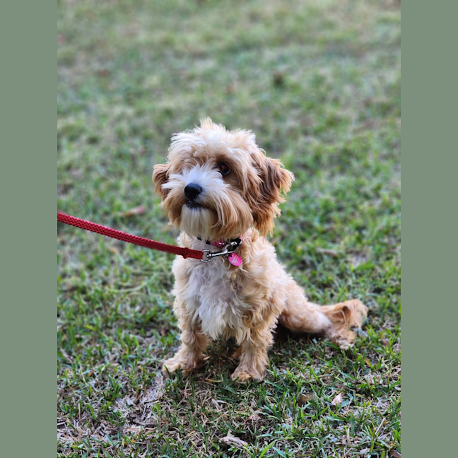 Photo of Ruby
