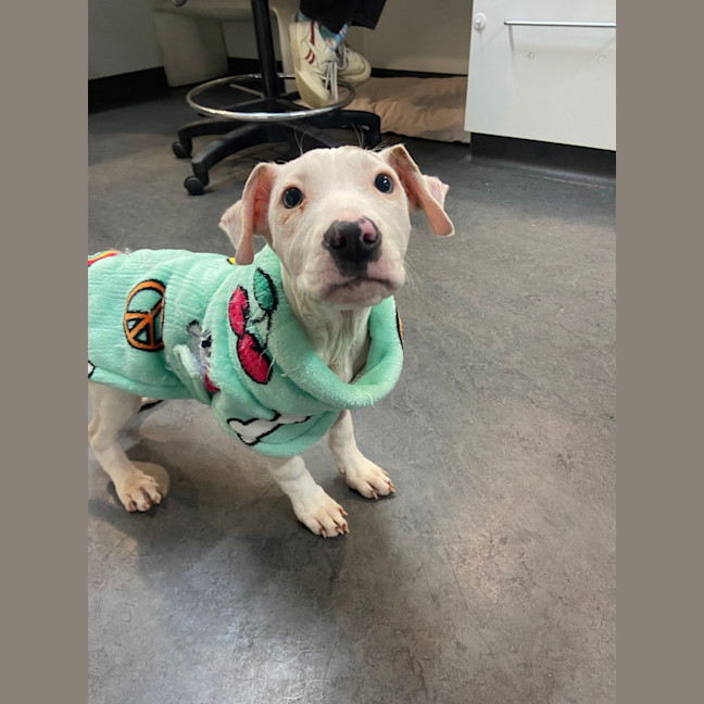 Photo of Pearl