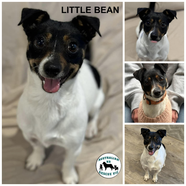 Photo of Little Bean 