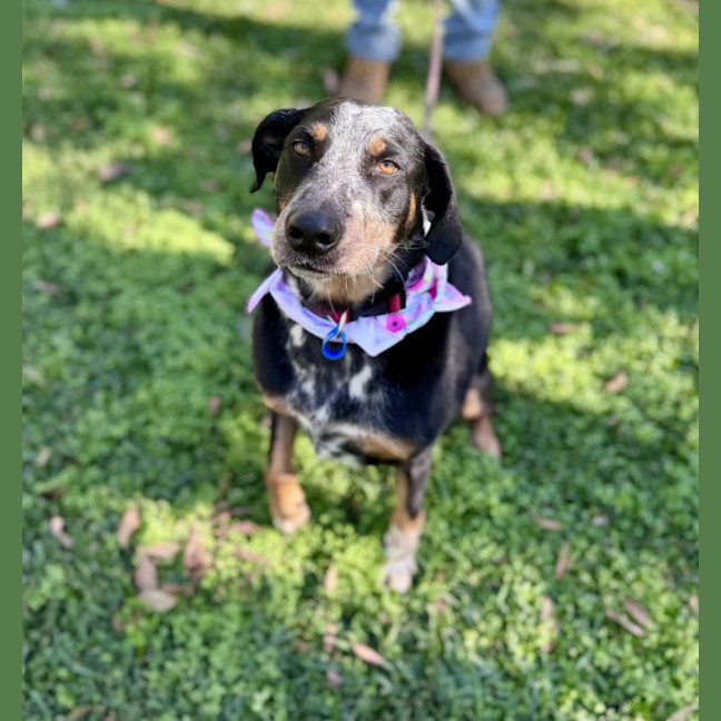 Photo of Luxi *$250 Adoption Fee*