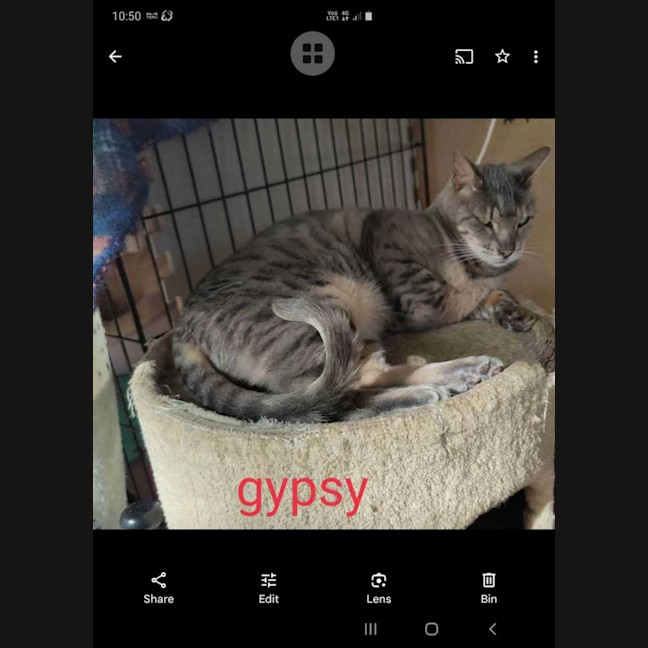 Photo of Gypsy