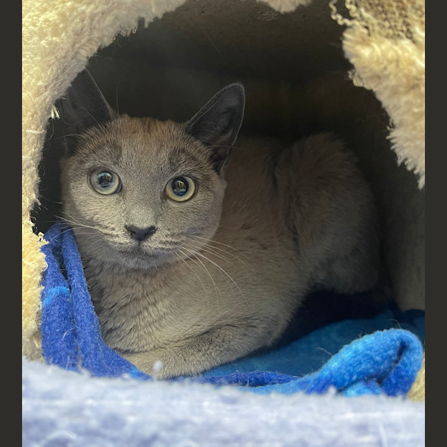 Photo of Jazzi 