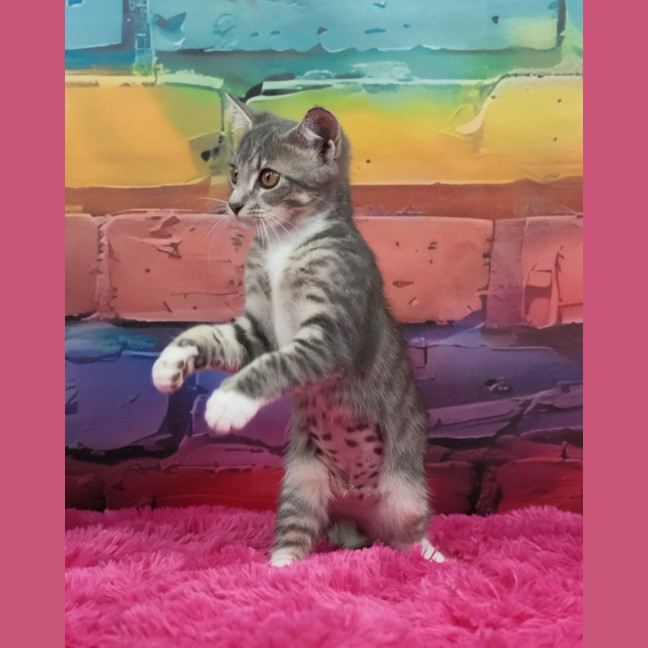 Photo of Penny
