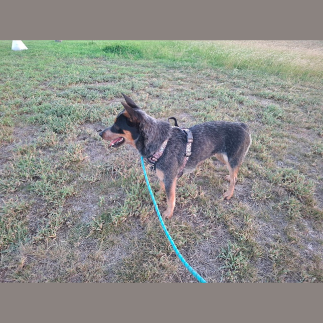 Photo of Shelby