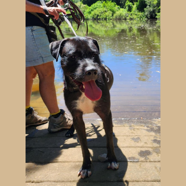 Photo of Blaze