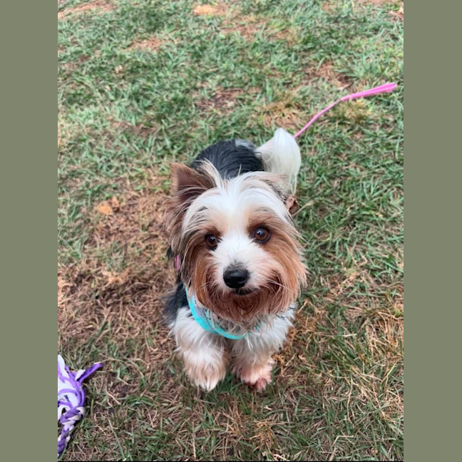Photo of Dolly