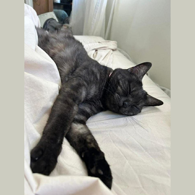 Photo of Hazelnut