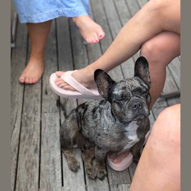 Photo of Coco   5 Year Old French Bulldog