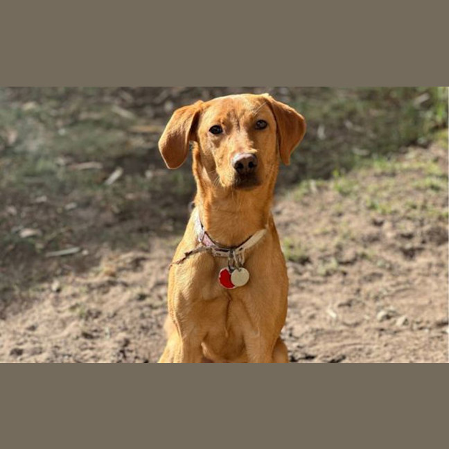 Photo of Nova