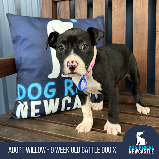 Photo of Willow   12 Week Old Cattle Dog X