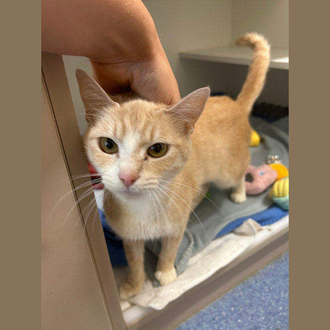 Photo of Tigger