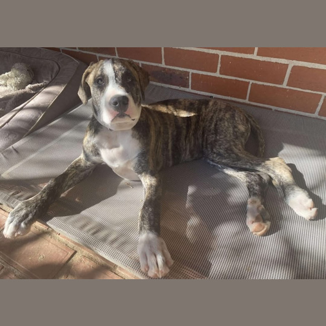 Photo of Ares