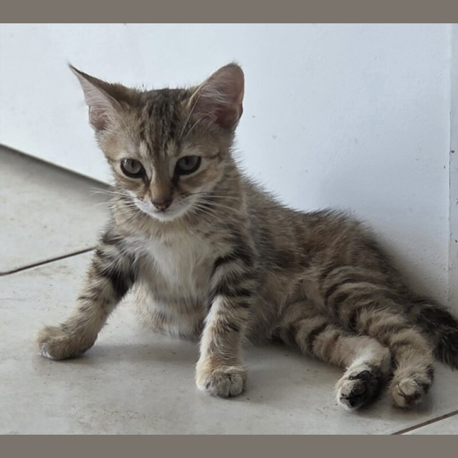 Photo of Pebbles