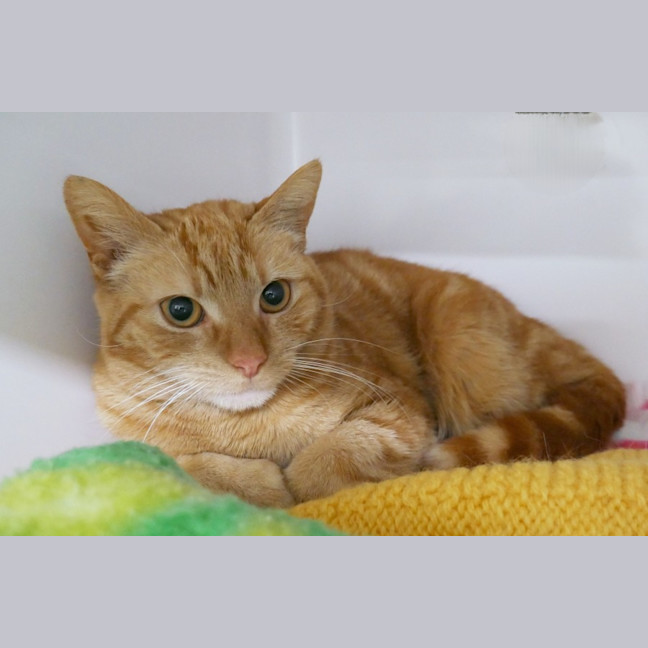 Photo of Butterscotch Sua014332