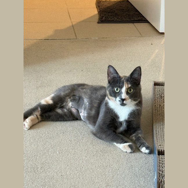 Photo of Misty 