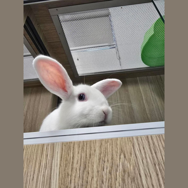 Photo of 🪭 Dobby 6930 🪭