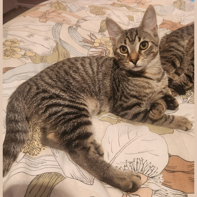 Photo of Martin   In Foster Care In Templestowe 