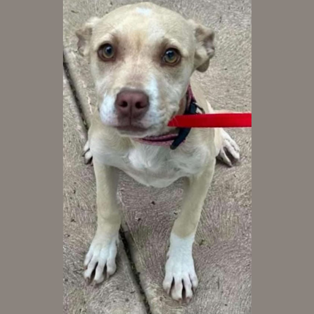 Photo of Evanescence