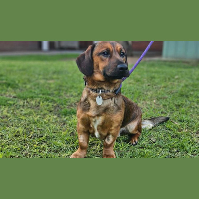 Photo of Oscar