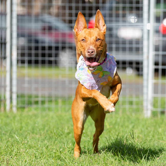 Photo of Nova