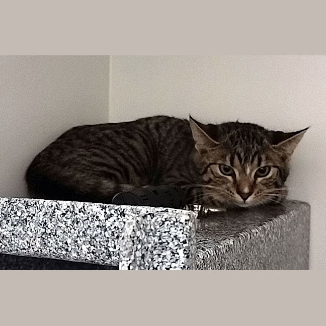 Photo of Suki