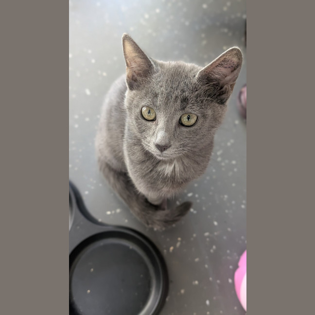 Photo of Rumble Honey