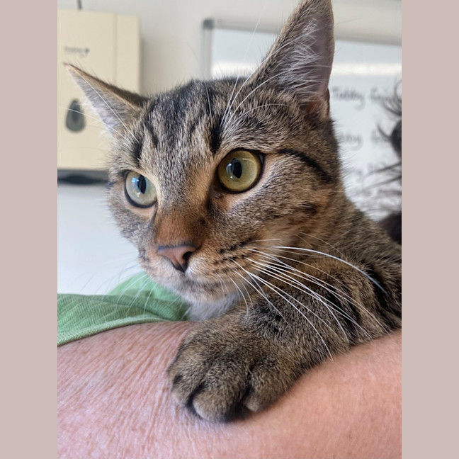 Photo of C1443 Sassy