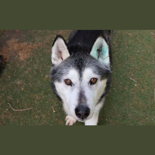Photo of Chevy 