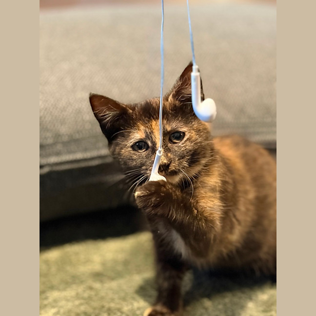 Photo of Whispa