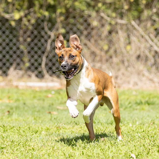 Photo of Buster