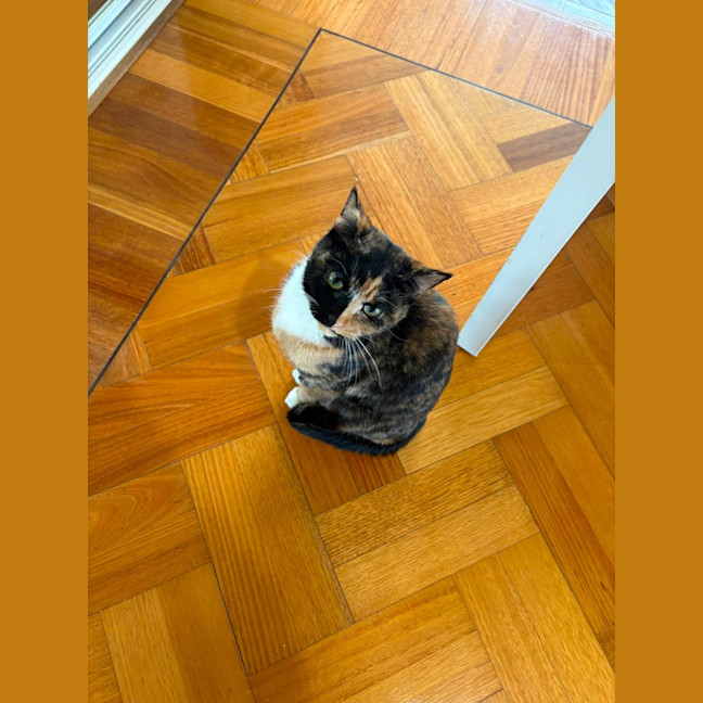 Photo of Luna