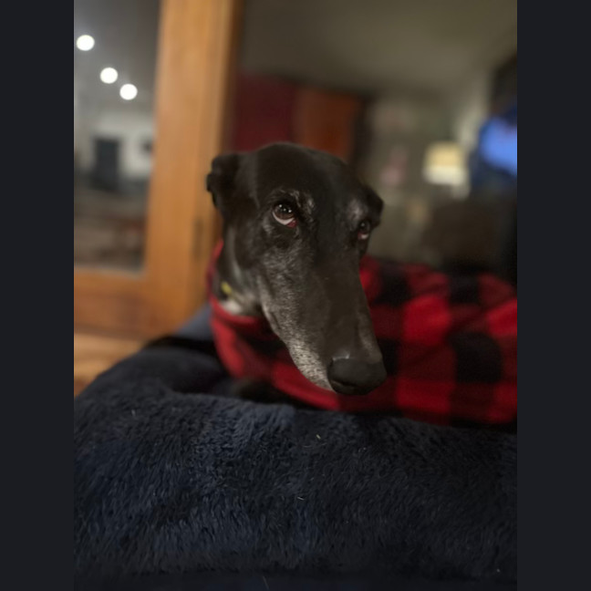 Photo of Swifty