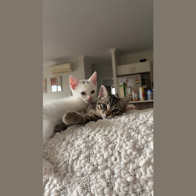 Photo of Peaches