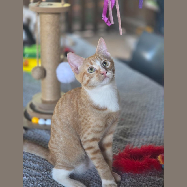Photo of Gizmo