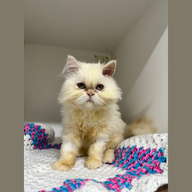 Photo of Gemini (Mello)
