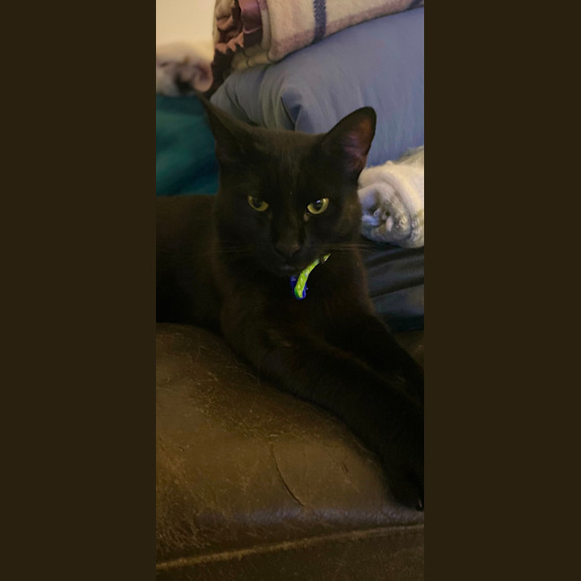 Photo of Slinky   1.5 Year Old Domestic Shorthair