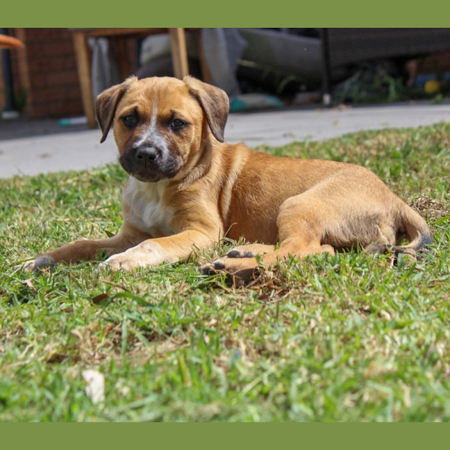 Photo of Billie   8 Week Old Mastiff X (Trial)