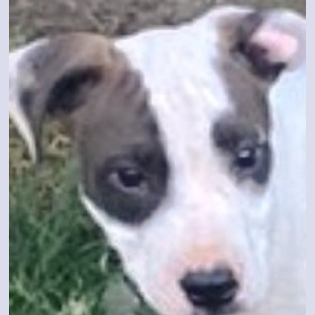 Photo of Hank ~ 11 Week Old, Staffy X Beagle Puppy